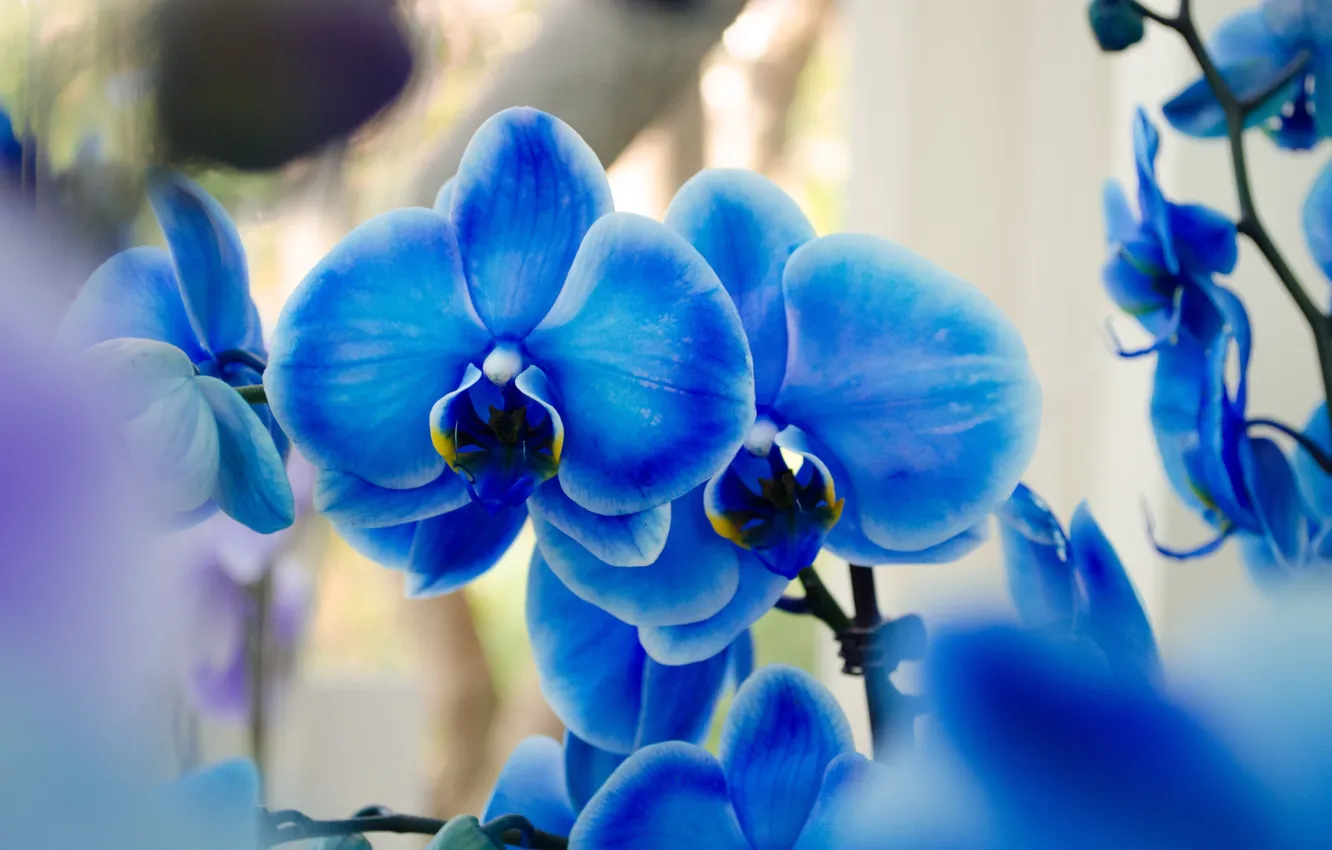 Photo wallpaper orchids, exotic, blue Phalaenopsis