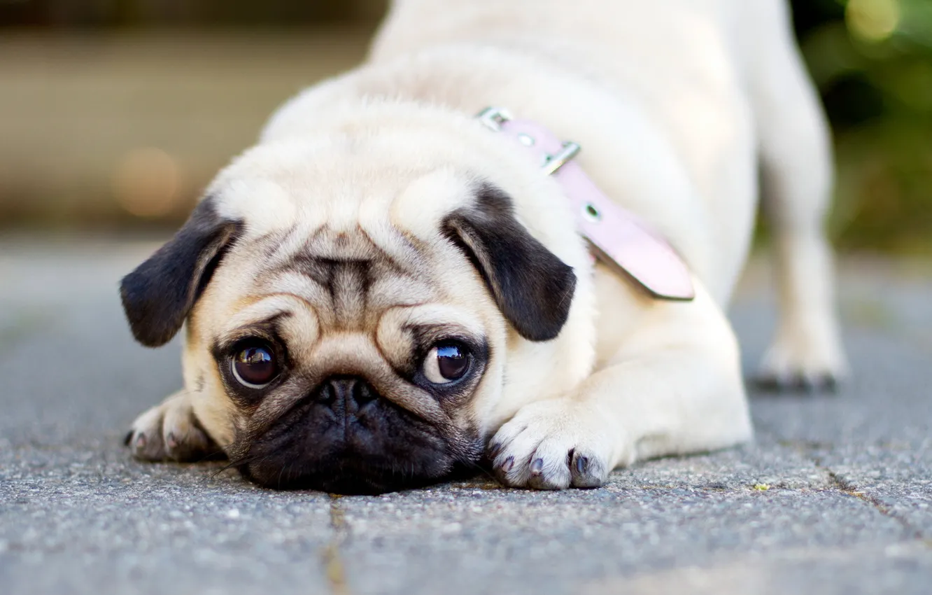 Photo wallpaper look, background, dog