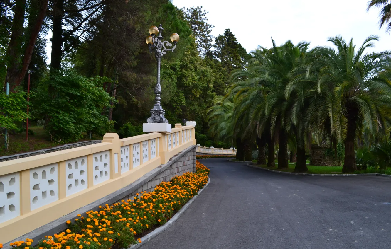 Photo wallpaper Park, palm trees, Sochi, arboretum