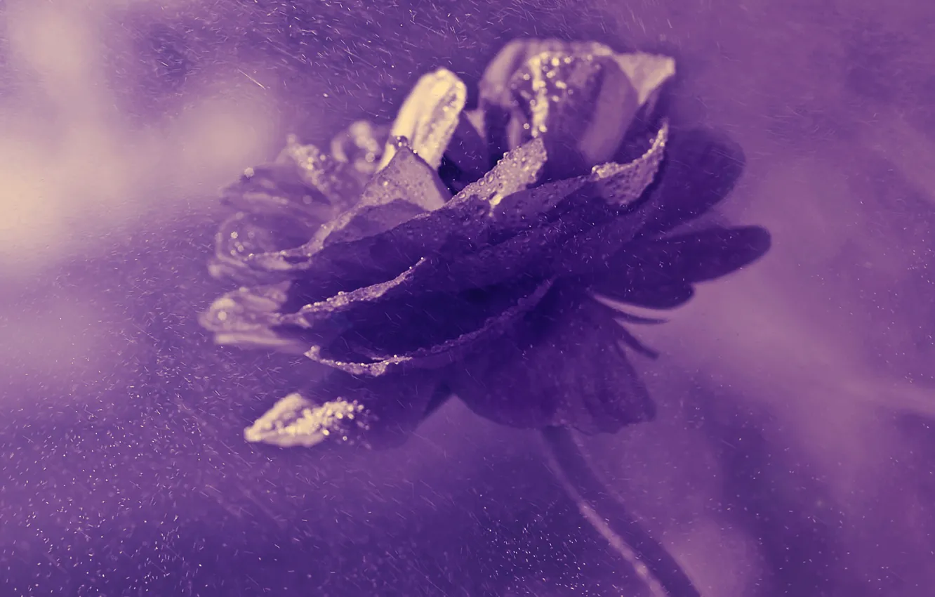Photo wallpaper flower, drops, background, petals