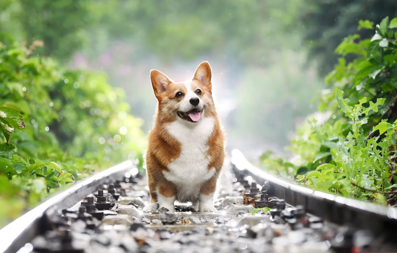 Photo wallpaper dog, shepherd, Wales, Welsh Corgi