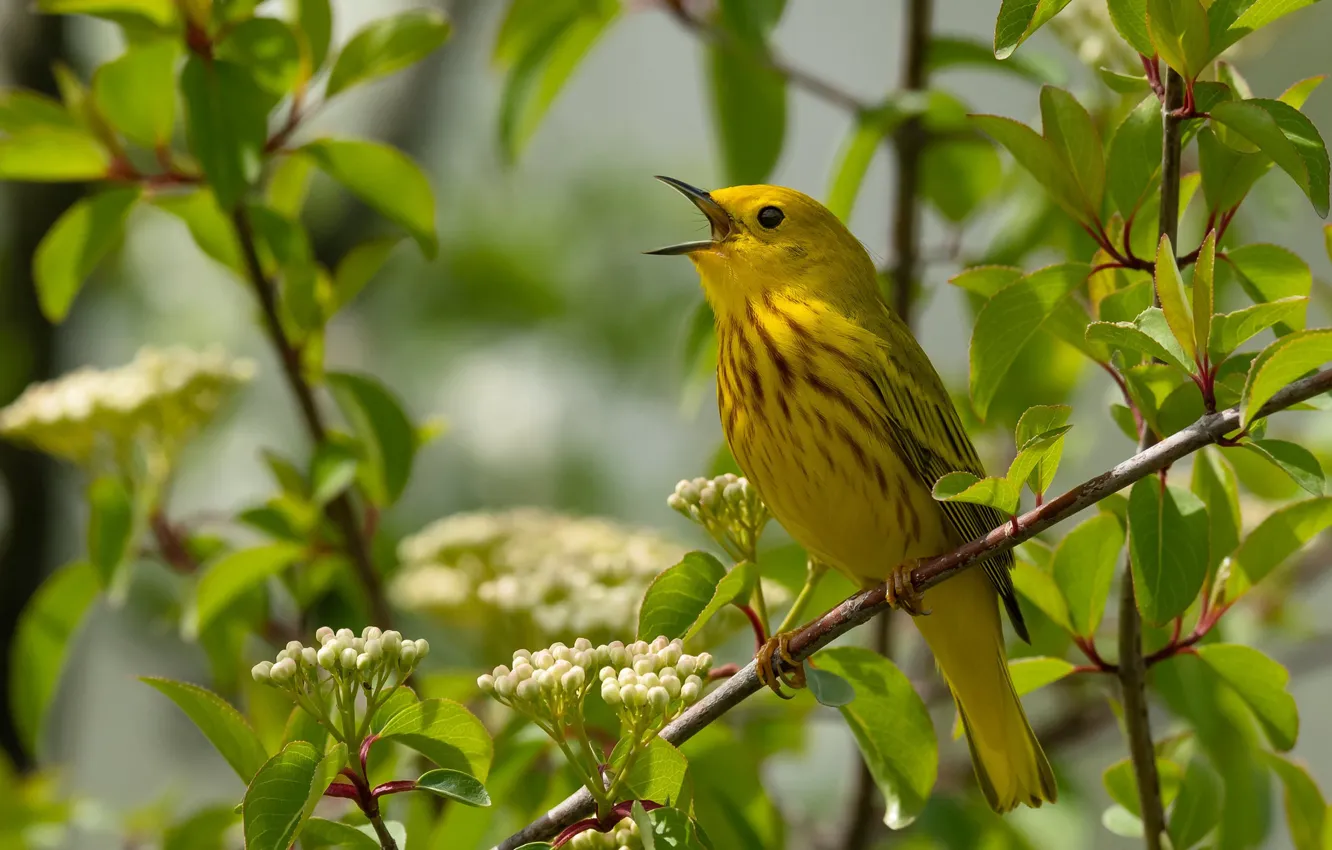 Photo wallpaper leaves, branches, bird, Yellow drevenica, Golden forest songster