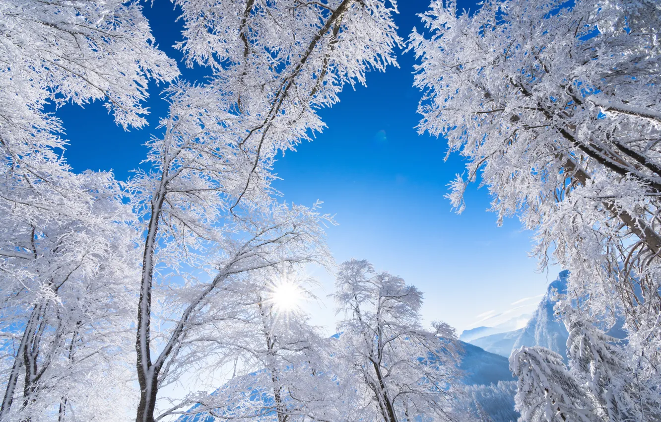Photo wallpaper winter, frost, the sky, trees, mountains, Austria, Alps