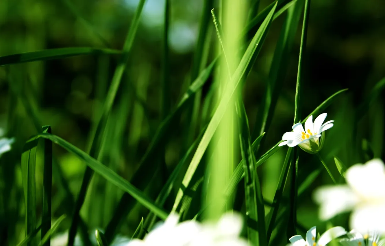 Photo wallpaper greens, grass, flowers, nature, green, background, stem