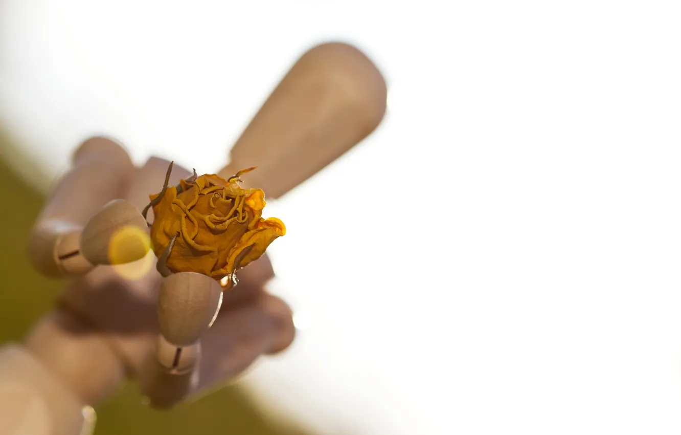 Photo wallpaper flowers, background, toy