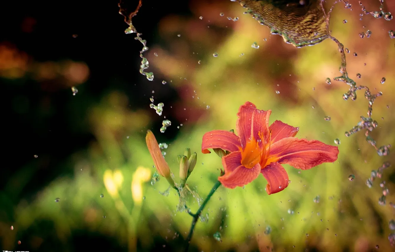Photo wallpaper water, macro, flowers, squirt, Lily
