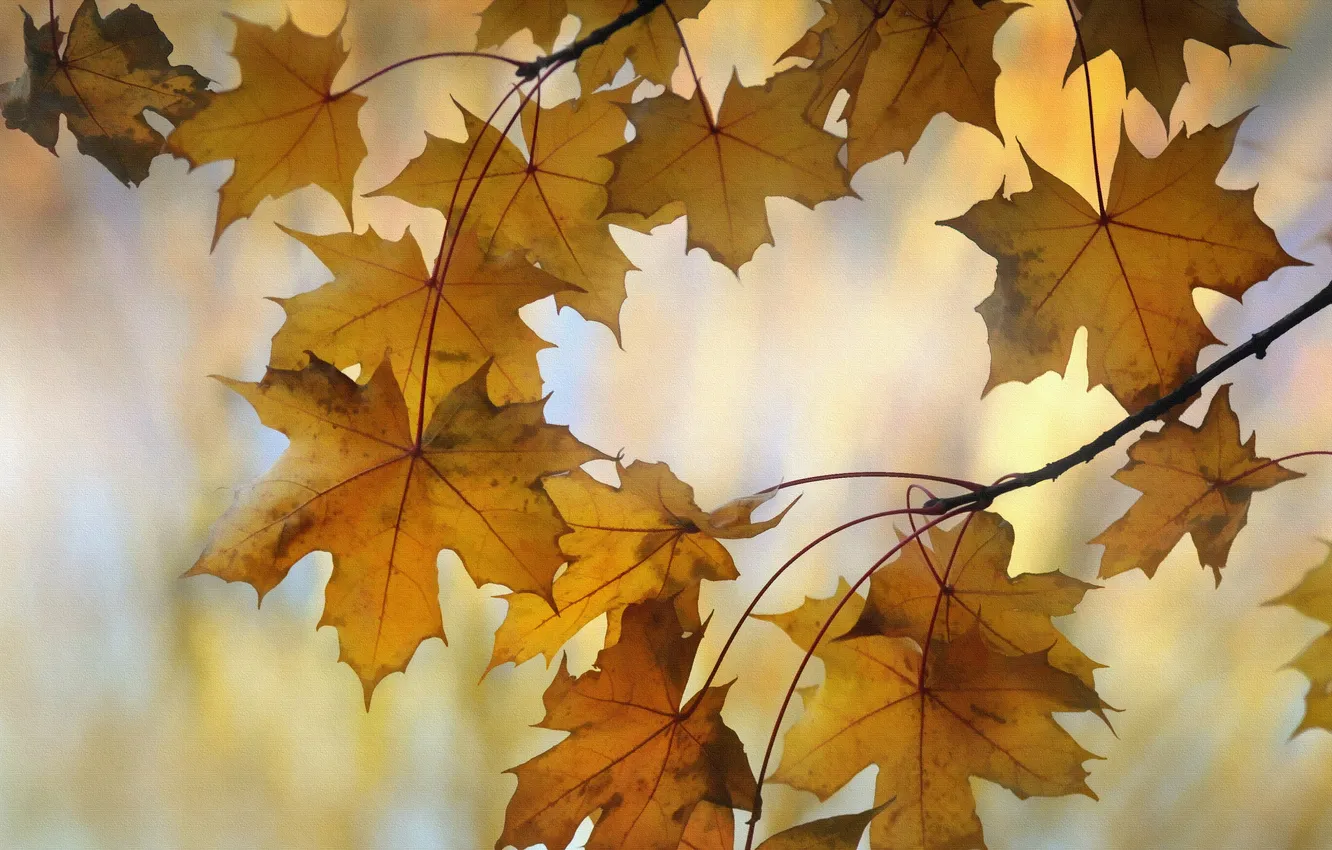 Photo wallpaper autumn, leaves, nature