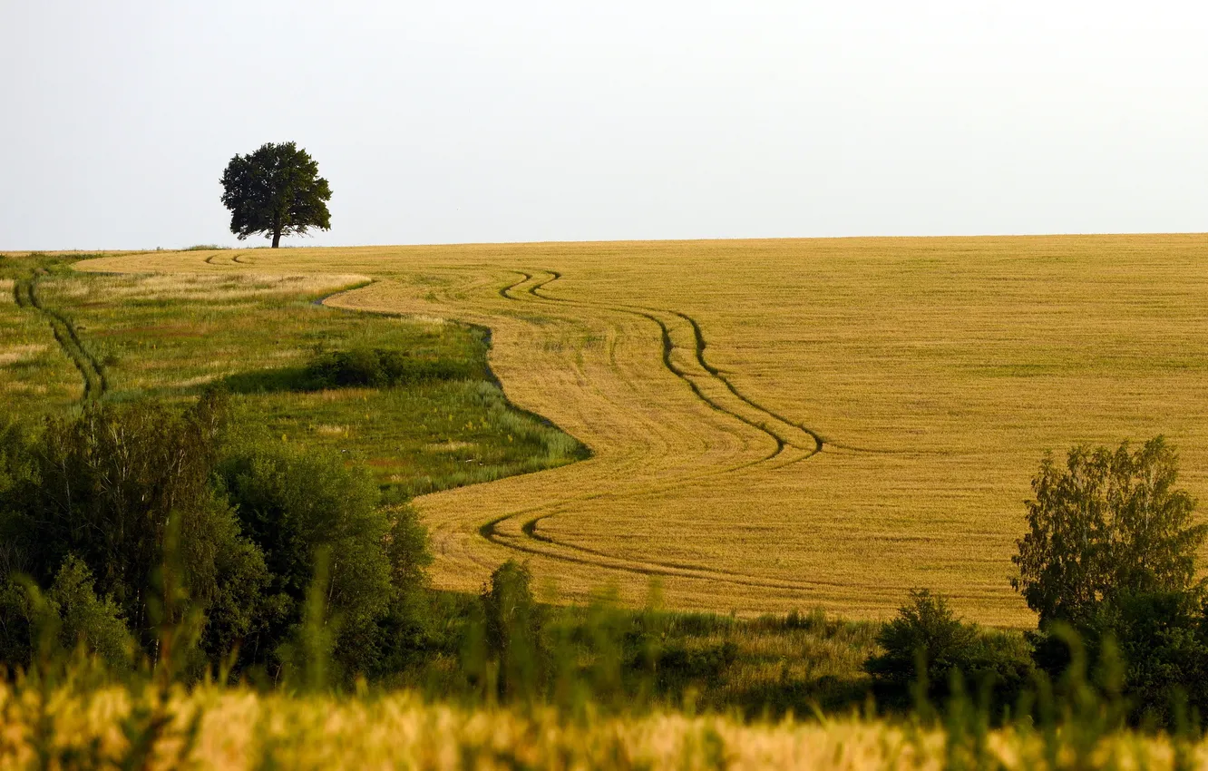 Photo wallpaper field, trees, landscape