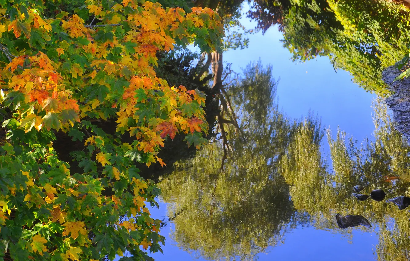 Photo wallpaper autumn, leaves, lake, pond, reflection, maple