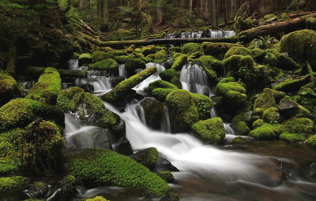 Photo wallpaper greens, forest, water, river, stones, moss