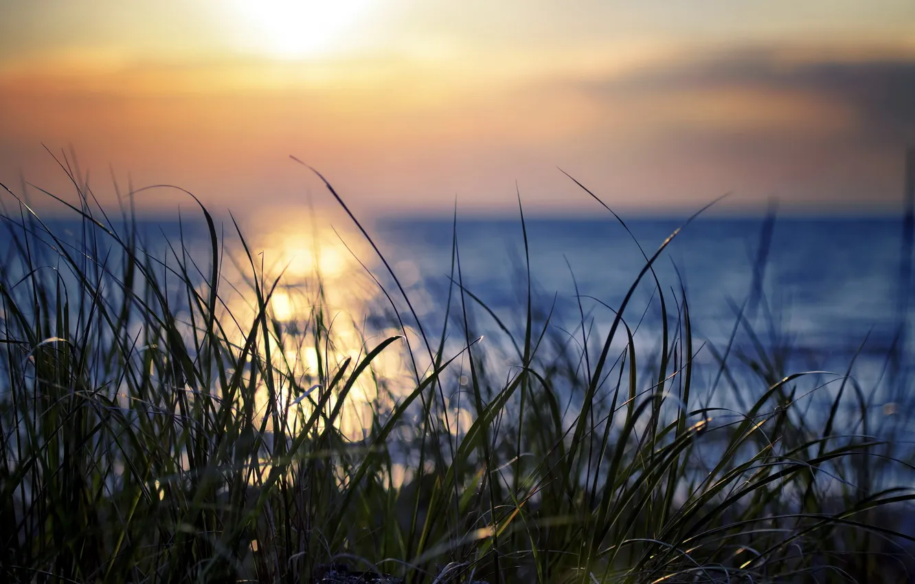 Photo wallpaper grass, macro, sunset, nature