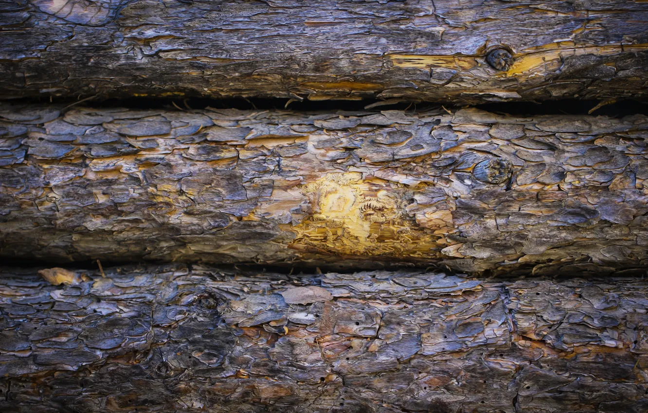 Photo wallpaper tree, logs, bark