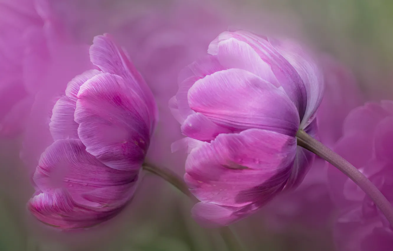 Photo wallpaper flowers, tulips, buds, lilac