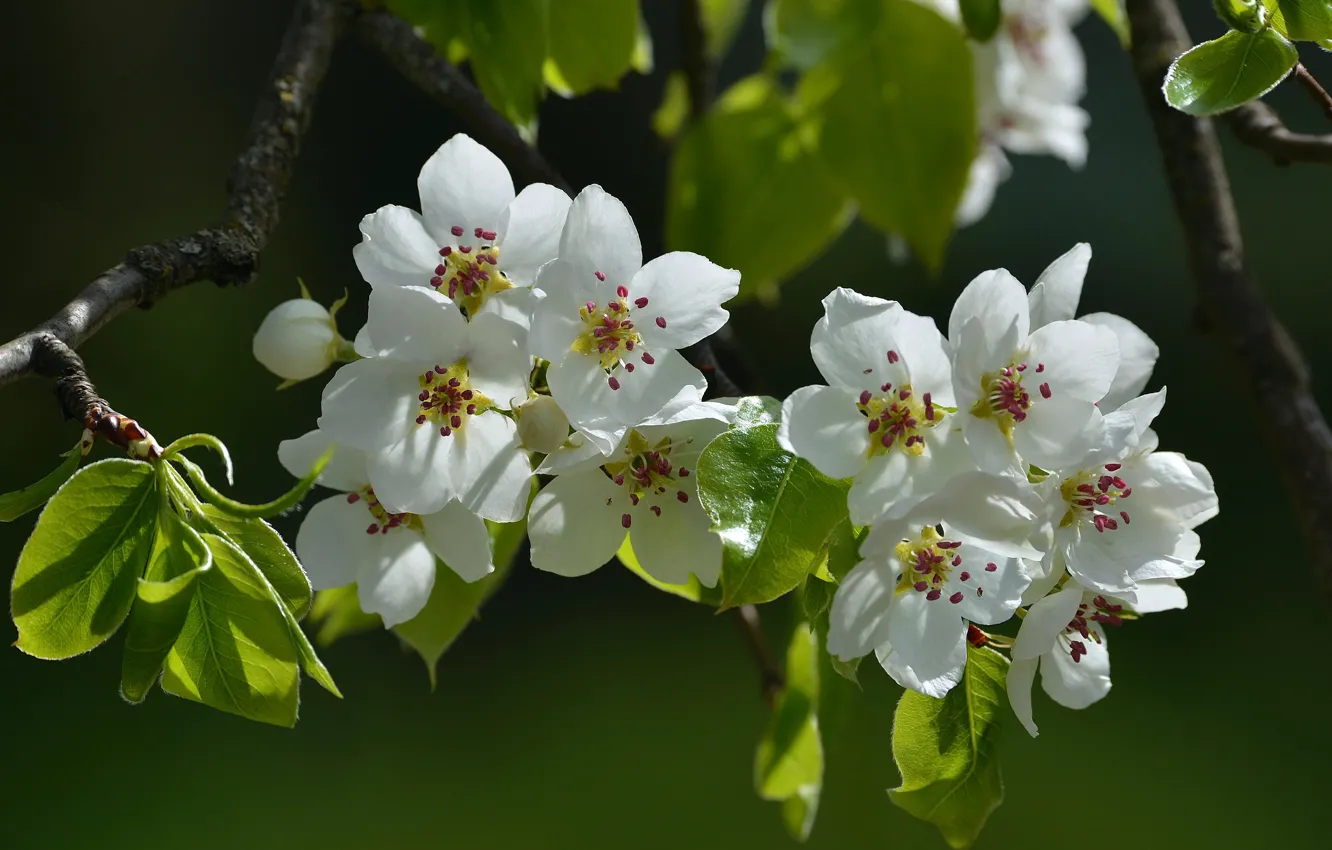 Photo wallpaper trees, spring, pear