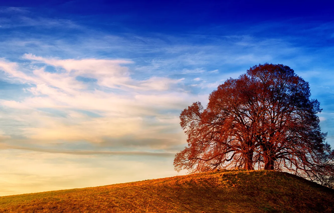 Photo wallpaper field, autumn, the sky, clouds, light, trees, branches, blue