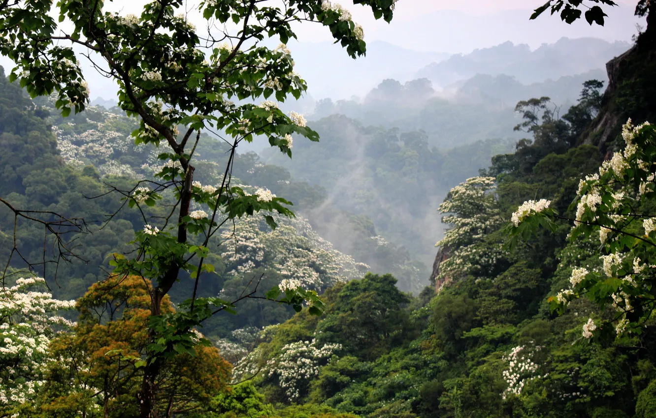 Photo wallpaper forest, mountains, fog, flowering