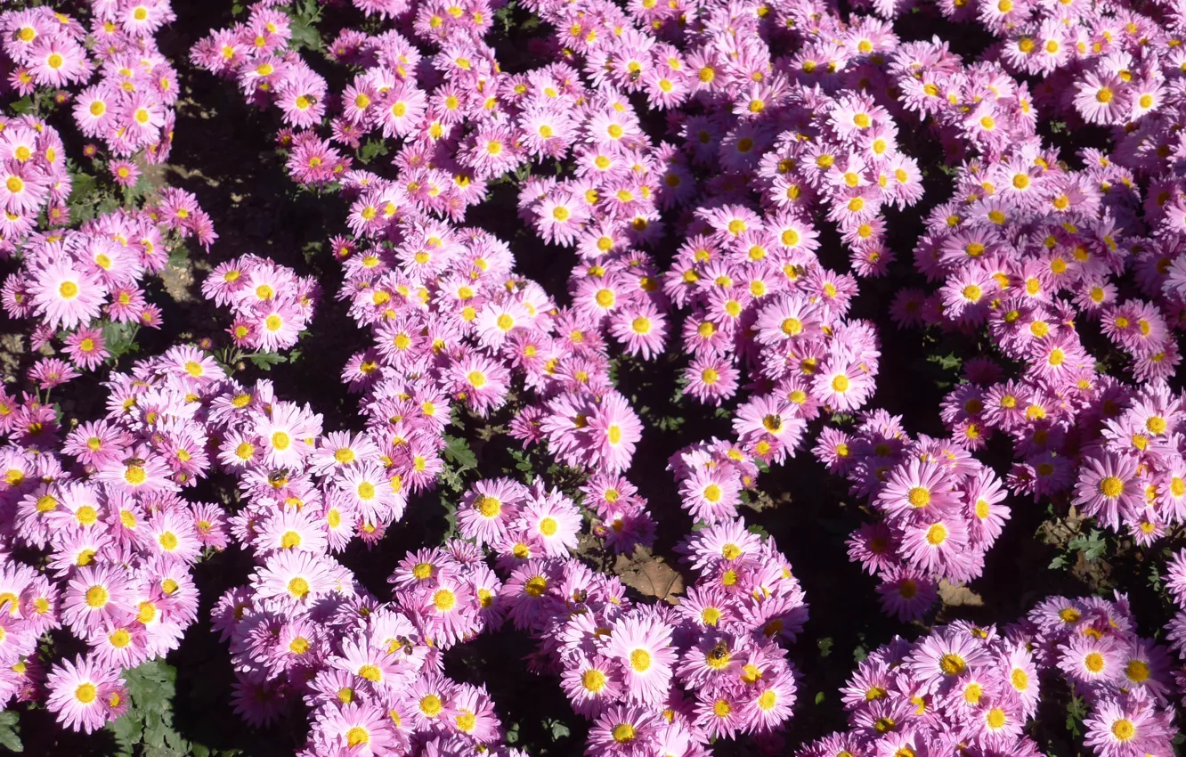 Photo wallpaper flowers, chrysanthemum, a lot