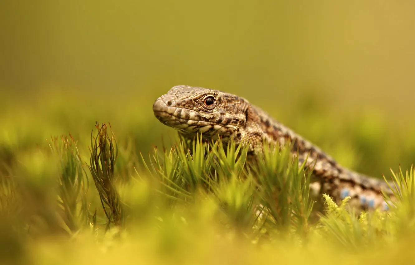 Photo wallpaper lizard, look, green background, plant