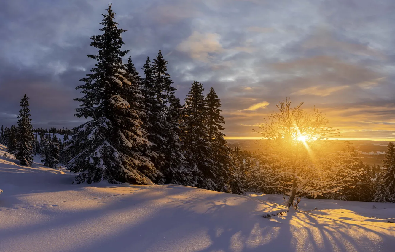 Photo wallpaper winter, the sun, snow, trees, landscape, sunset, nature, shadow