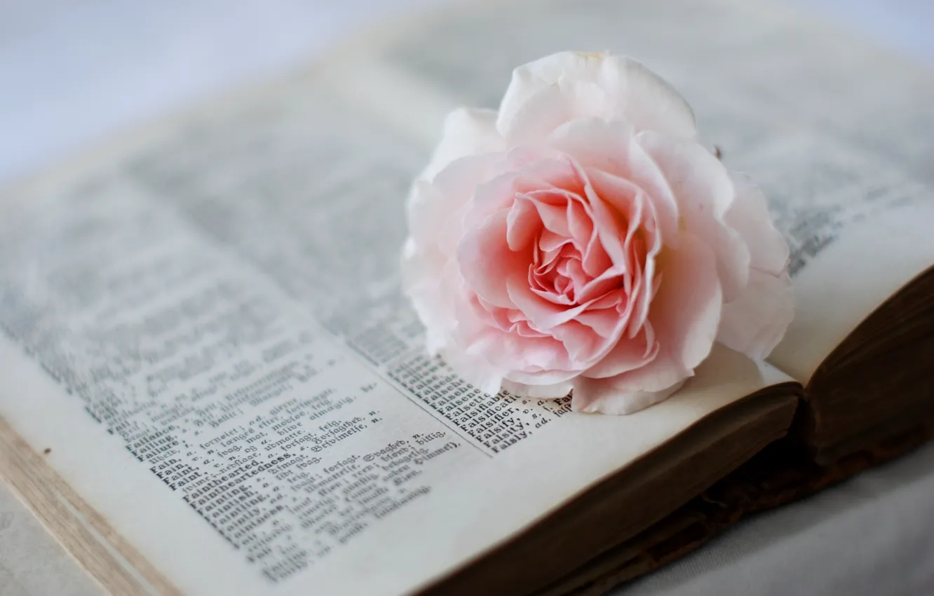 Photo wallpaper flowers, roses, dictionary, book, pink, page
