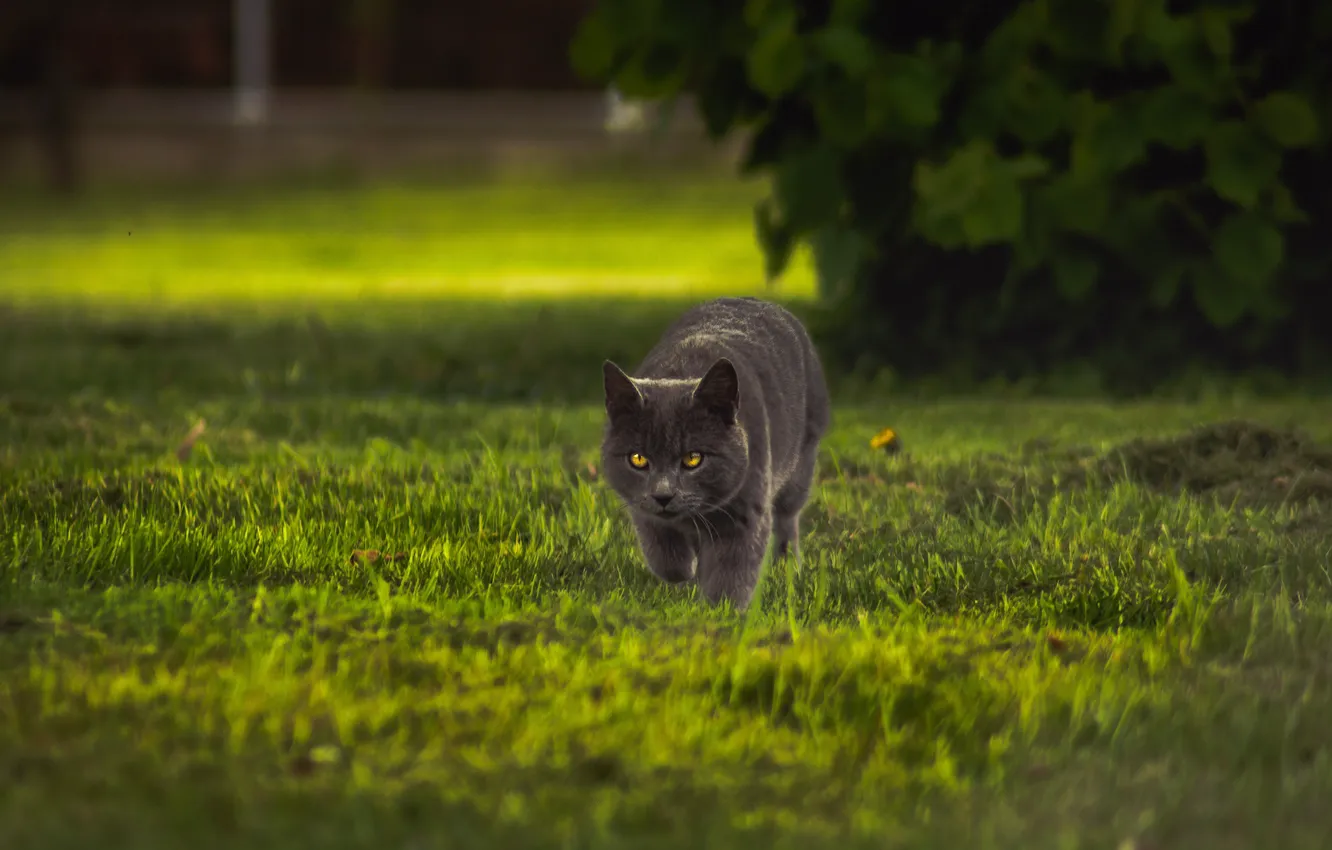 Photo wallpaper cat, grass, cat, look, grey, Bush, walk, lawn