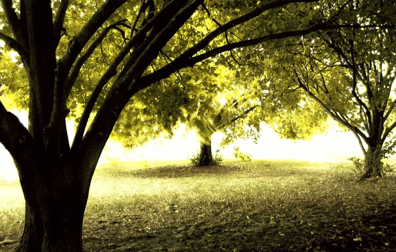 Photo wallpaper autumn, forest, the sun, trees