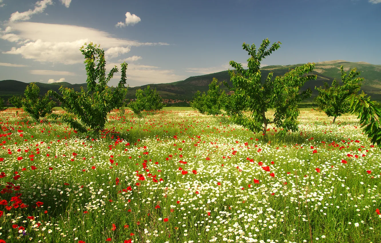 Photo wallpaper greens, field, summer, the sky, grass, clouds, trees, flowers