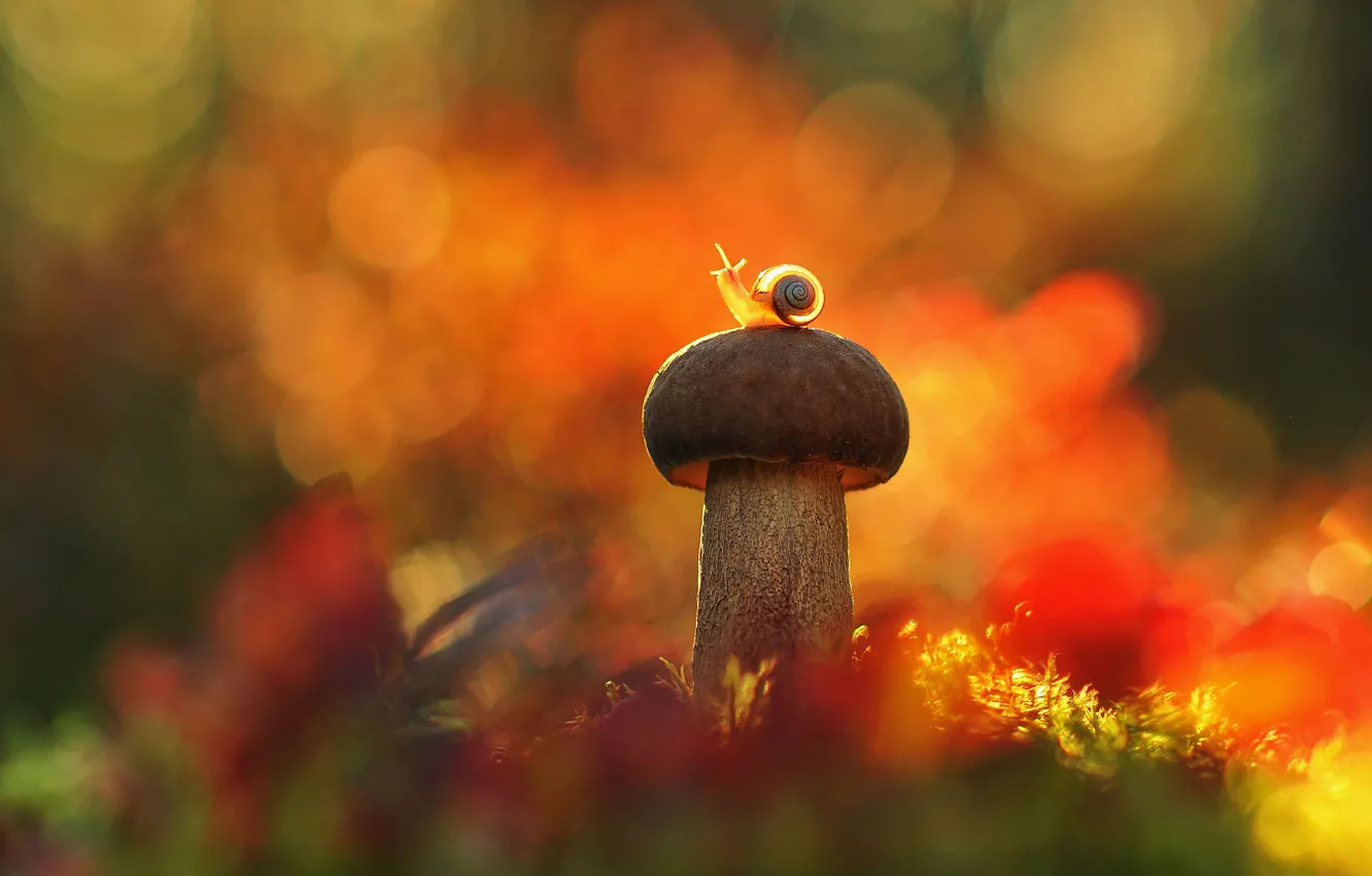 Photo wallpaper autumn, forest, macro, light, mushrooms, snail, shell, bright