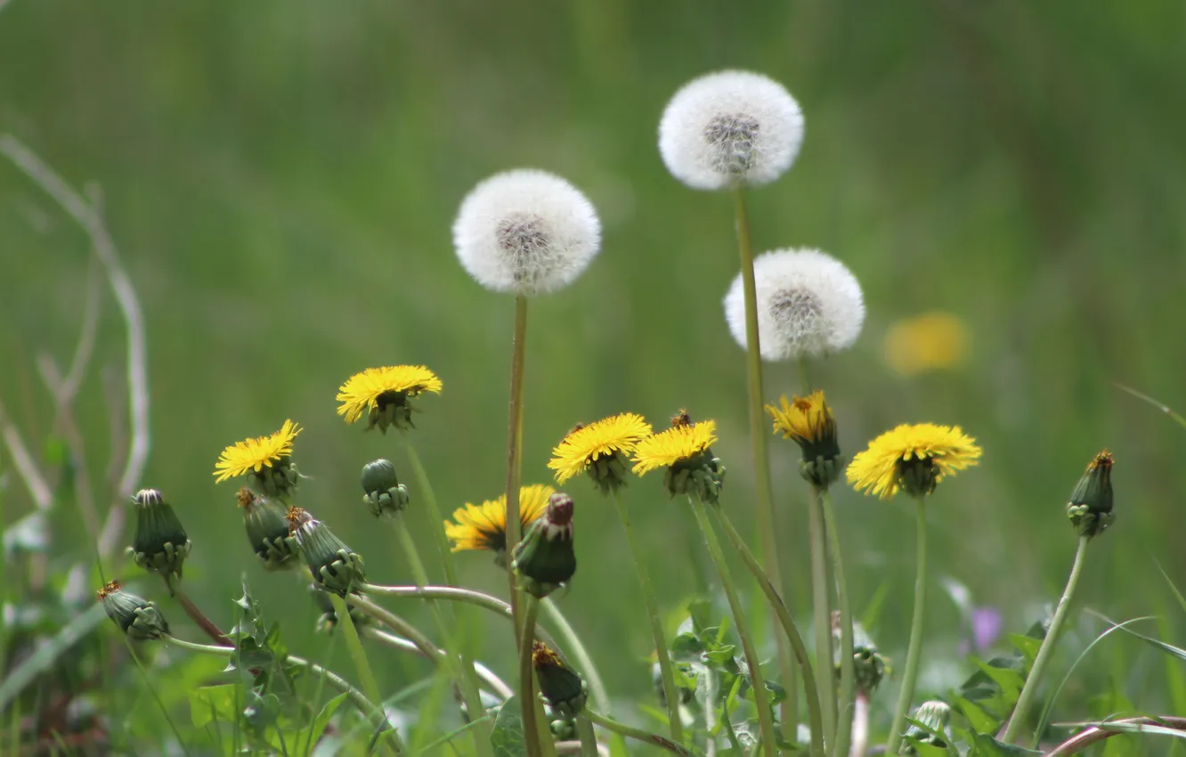 Photo wallpaper flower, meadow, blooming