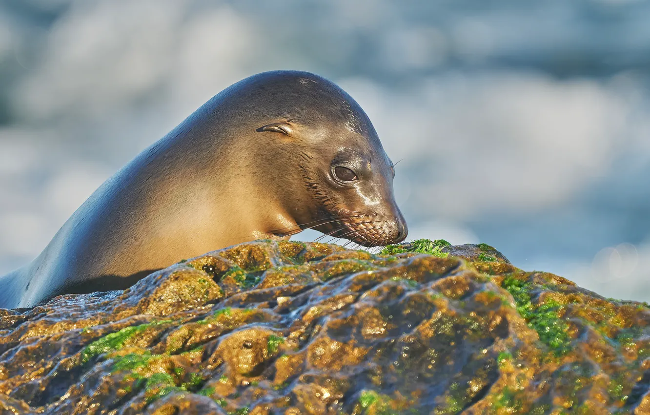 Photo wallpaper shore, seal, Navy seal