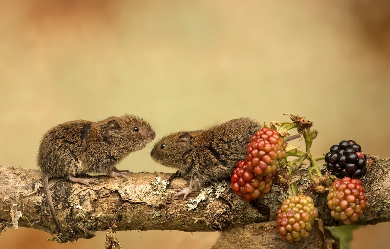 Photo wallpaper nature, berries, mouse