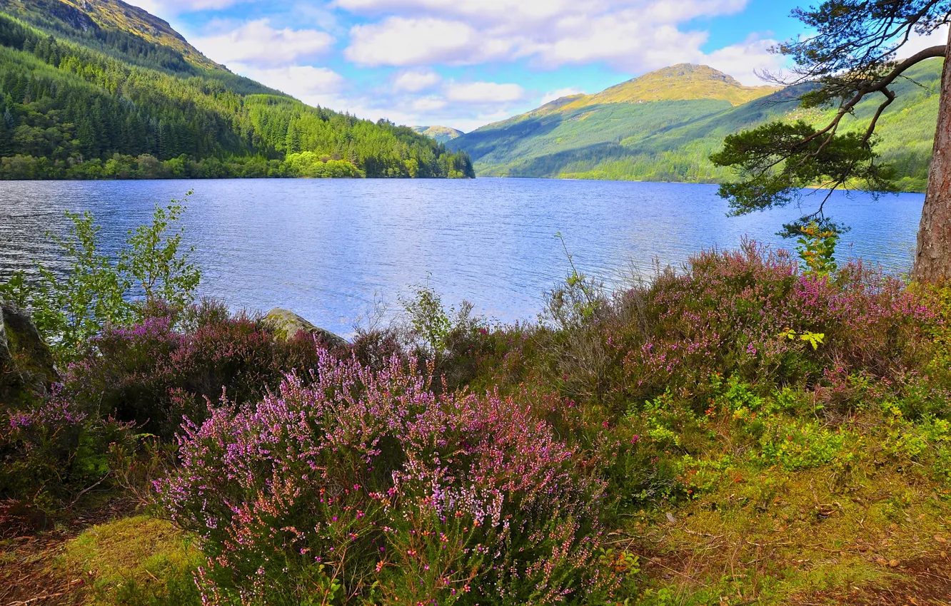 Photo wallpaper forest, the sky, trees, flowers, mountains, lake