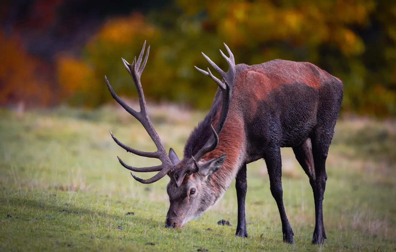 Photo wallpaper animal, deer, horns