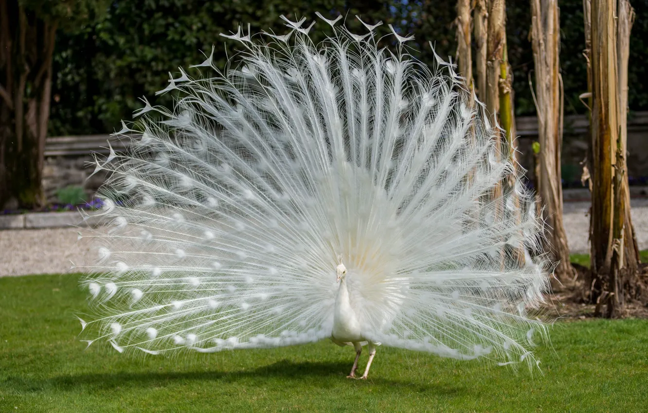 Photo wallpaper bird, beauty, feathers, Peacock