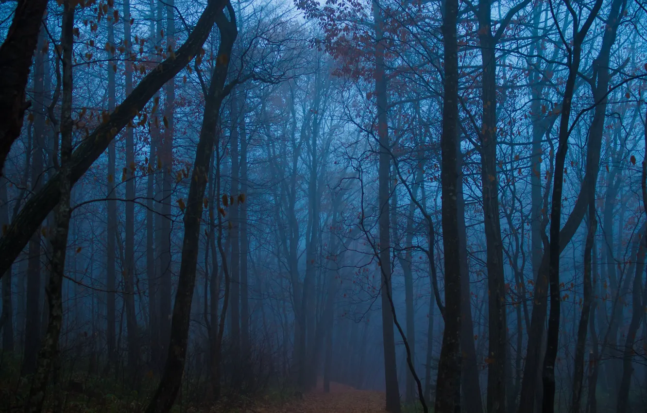 Photo wallpaper forest, trees, nature, fog, twilight, path