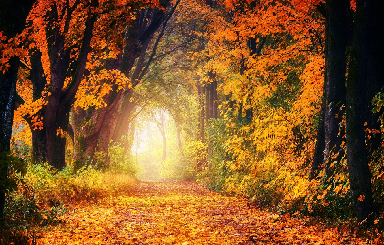 Photo wallpaper autumn, trees, nature, Park