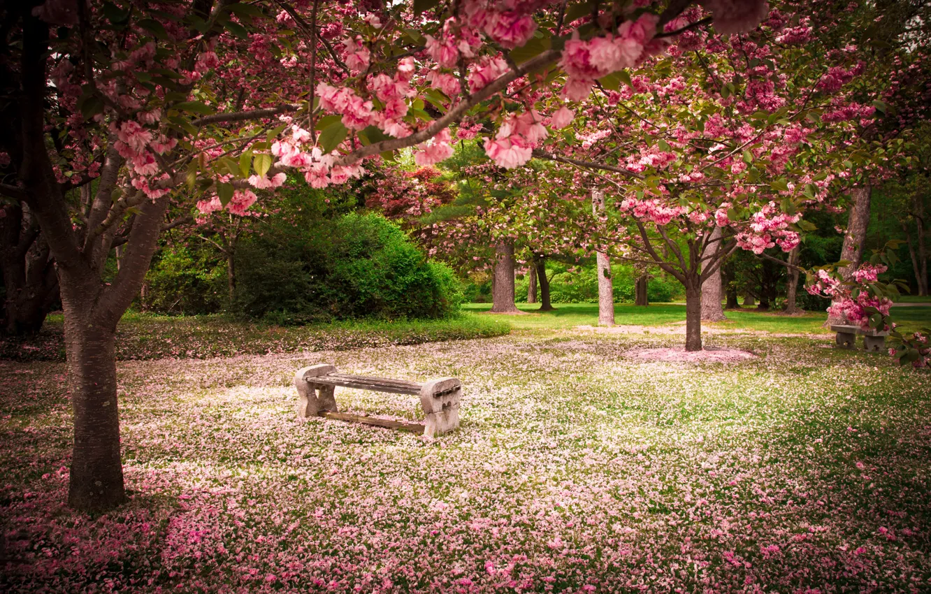 Photo wallpaper nature, Park, beauty, spring, flowering trees