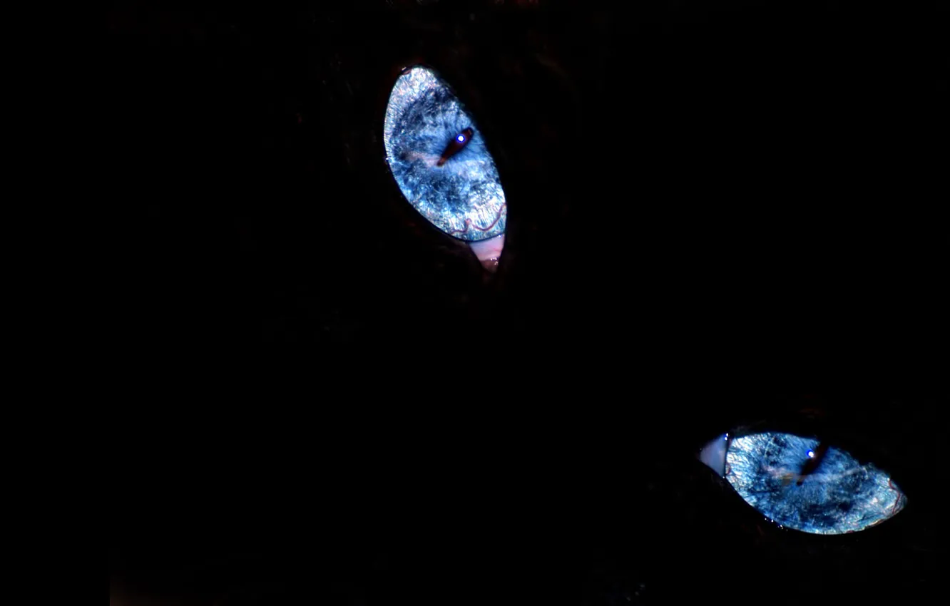 Photo wallpaper eyes, blue, blue, cat