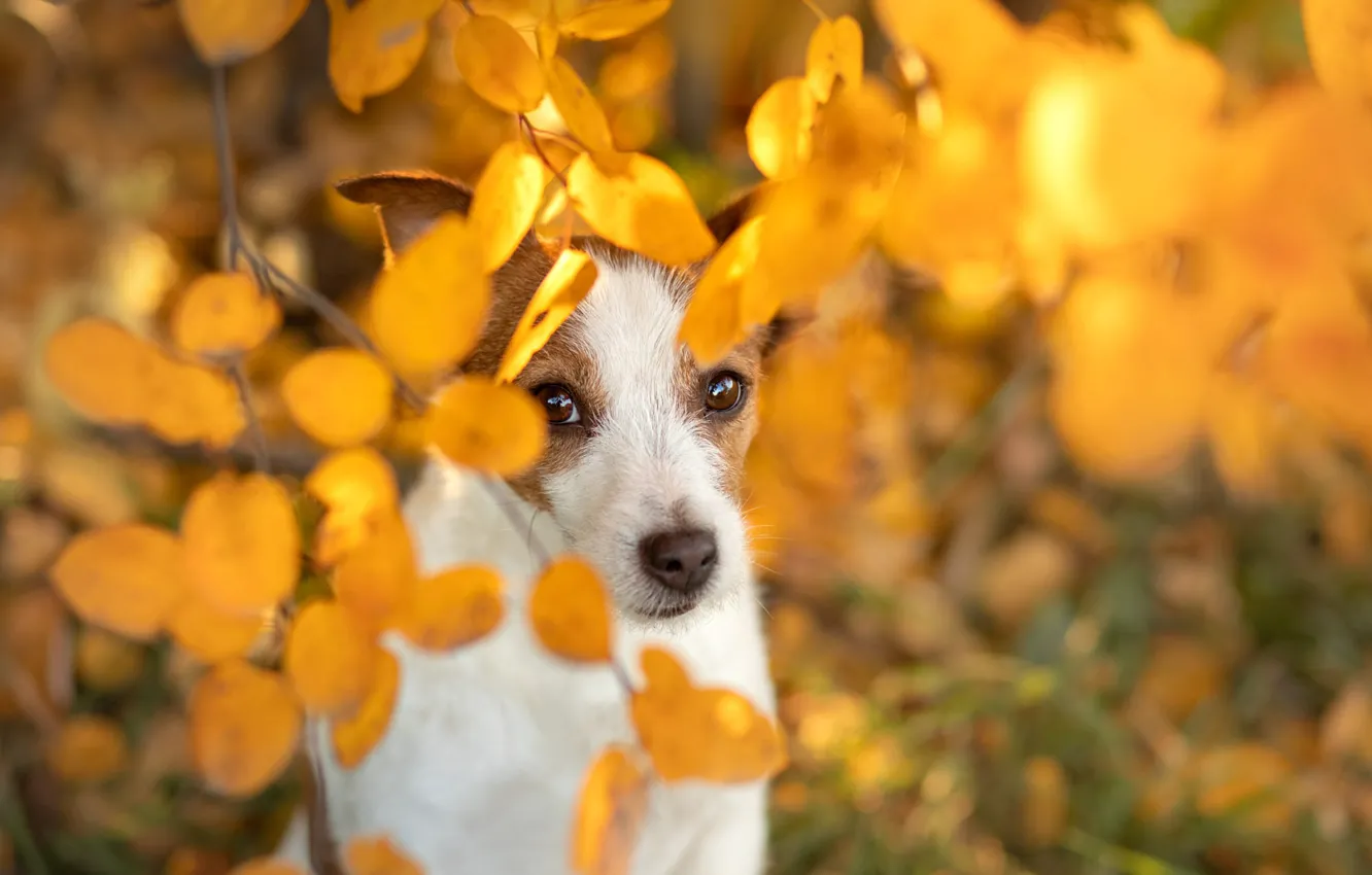 Photo wallpaper autumn, look, branches, yellow, nature, pose, portrait, dog