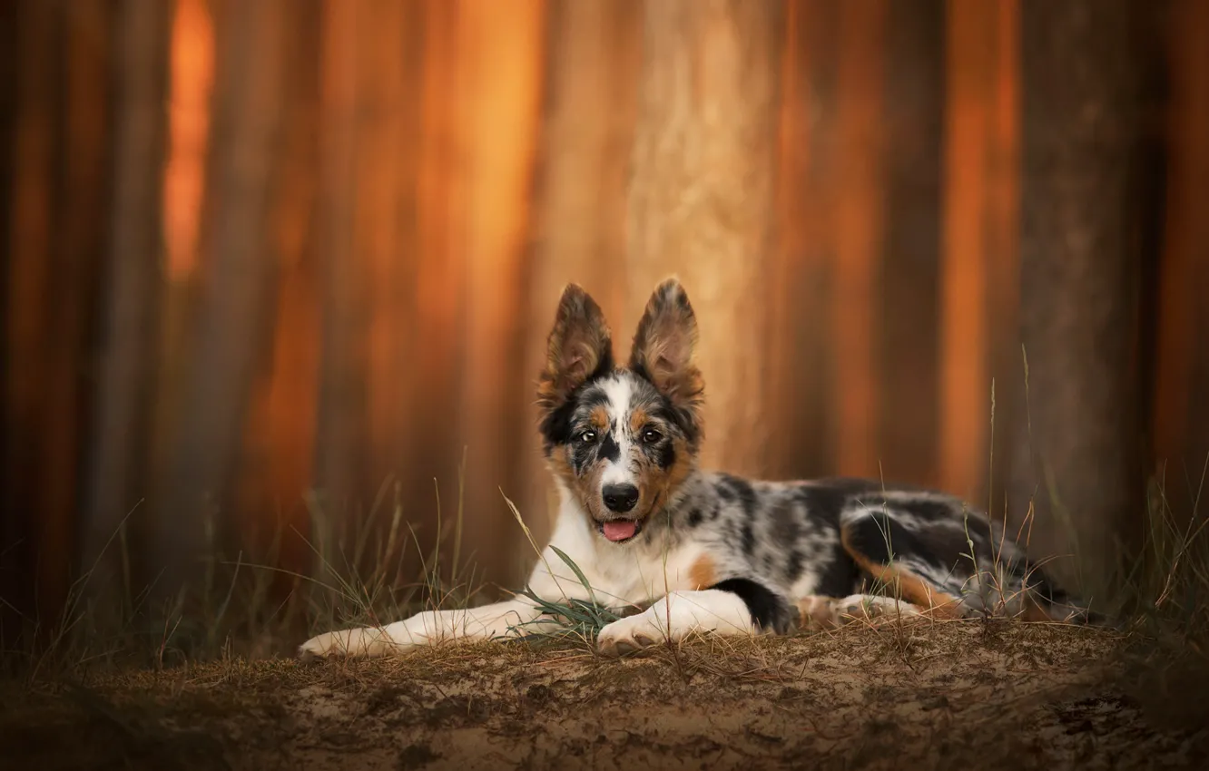 Photo wallpaper nature, background, dog