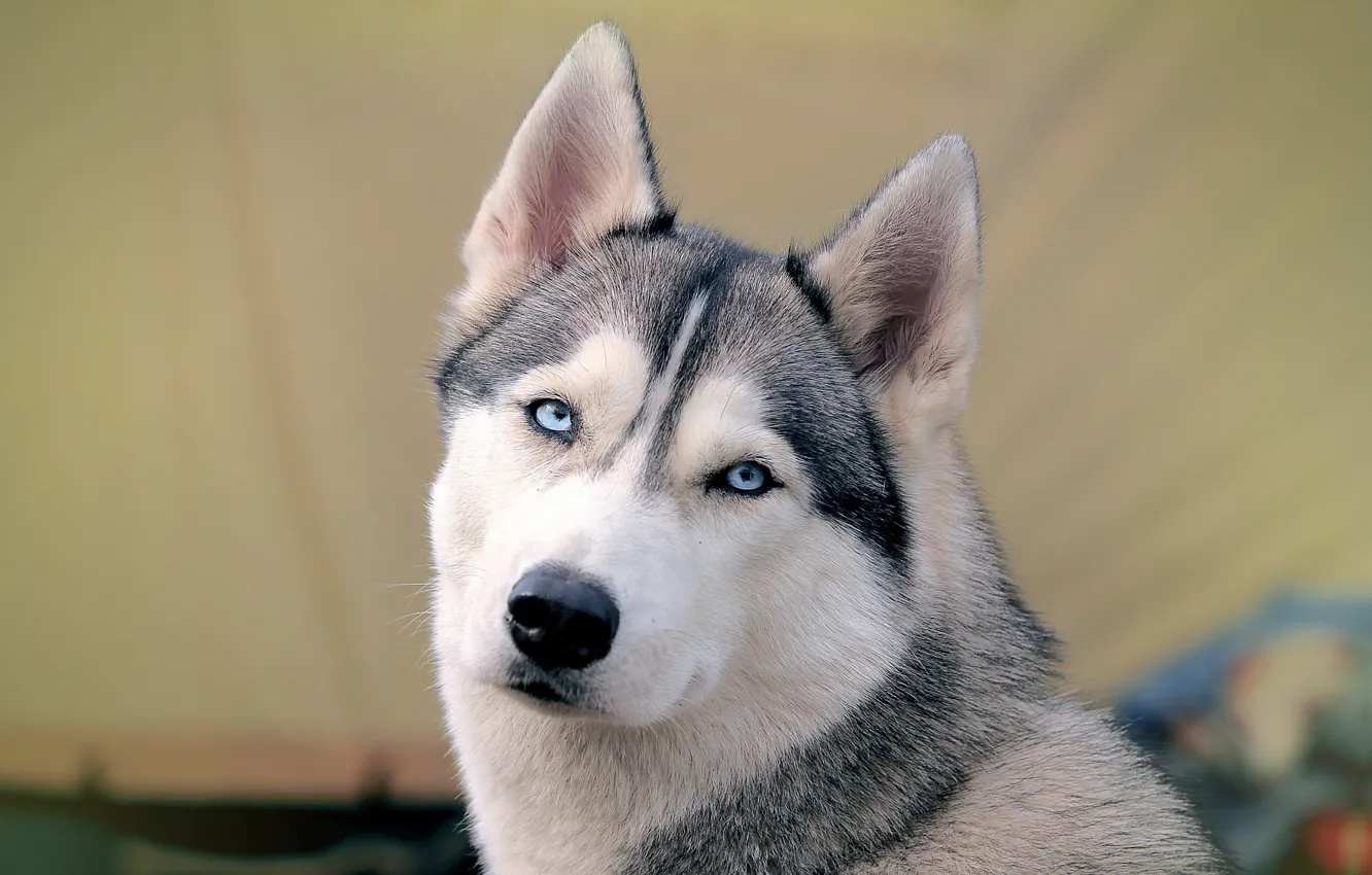 Photo wallpaper background, dog, Siberian husk