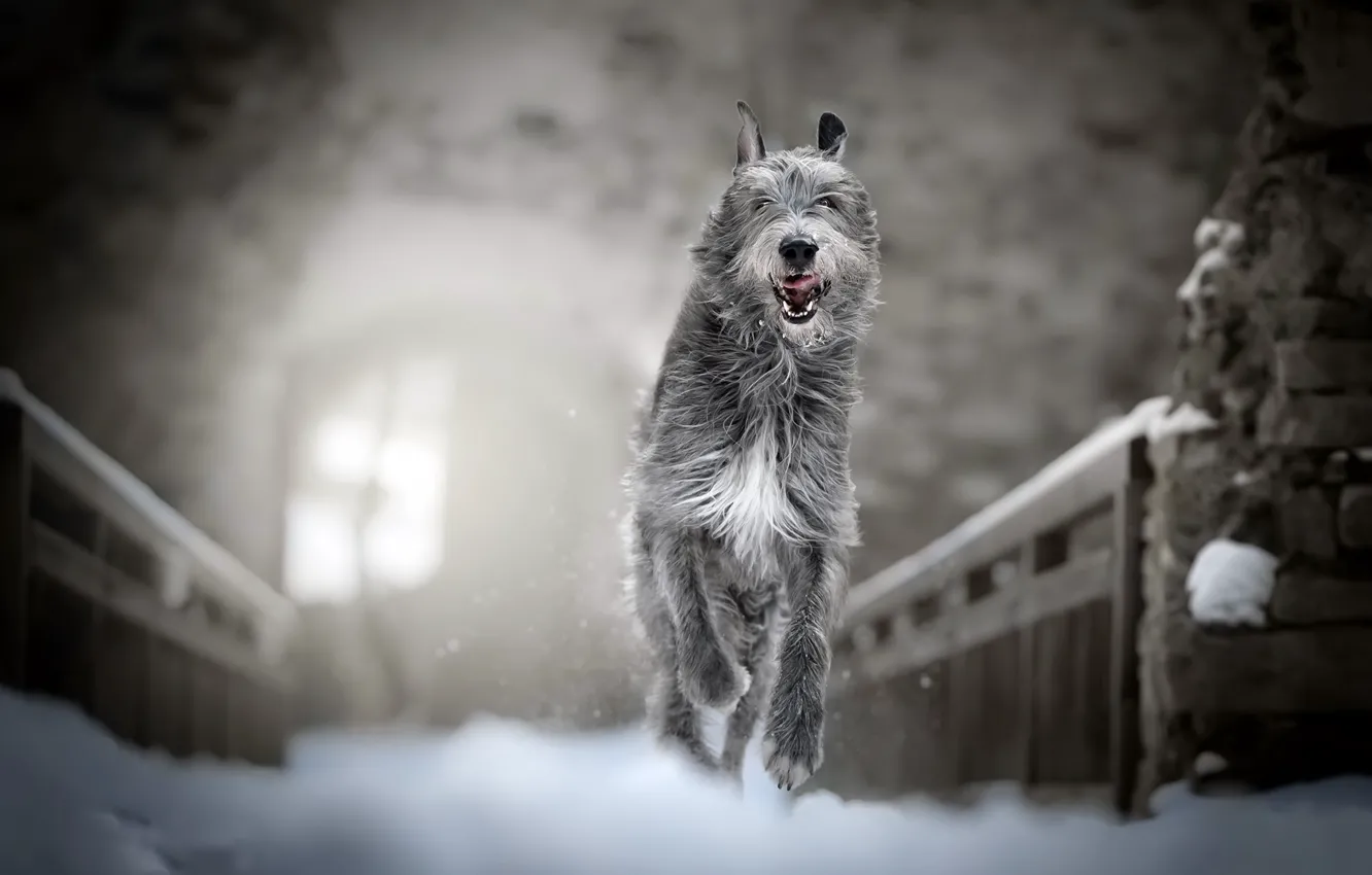 Photo wallpaper winter, snow, dog