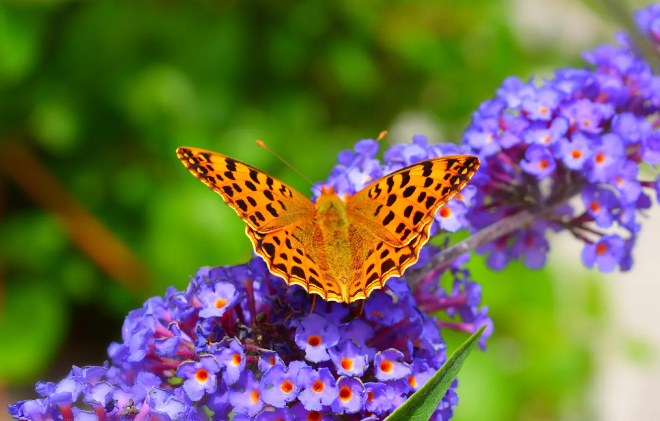Photo wallpaper Macro, Spring, Butterfly, Spring, Macro, Purple flowers, Butterfly, Purple flowers