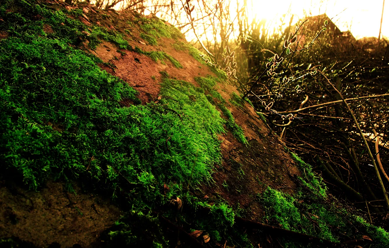 Photo wallpaper summer, grass, the sun, drops, green, stones, Verba, solar