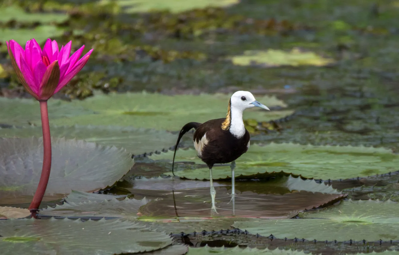 Photo wallpaper leaves, water, legs, feathers, Heron