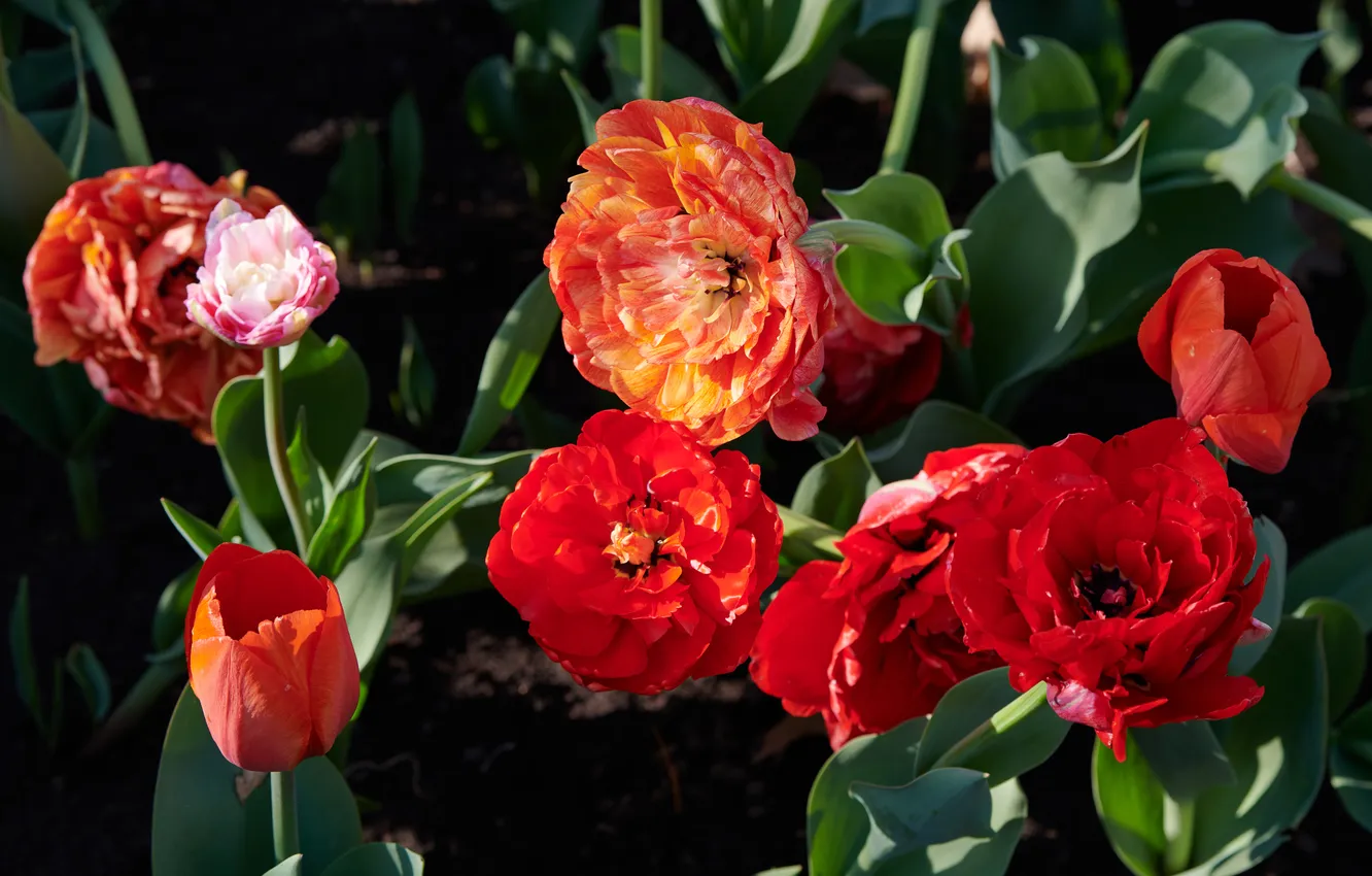 Photo wallpaper leaves, light, flowers, red, spring, garden, tulips, flowerbed