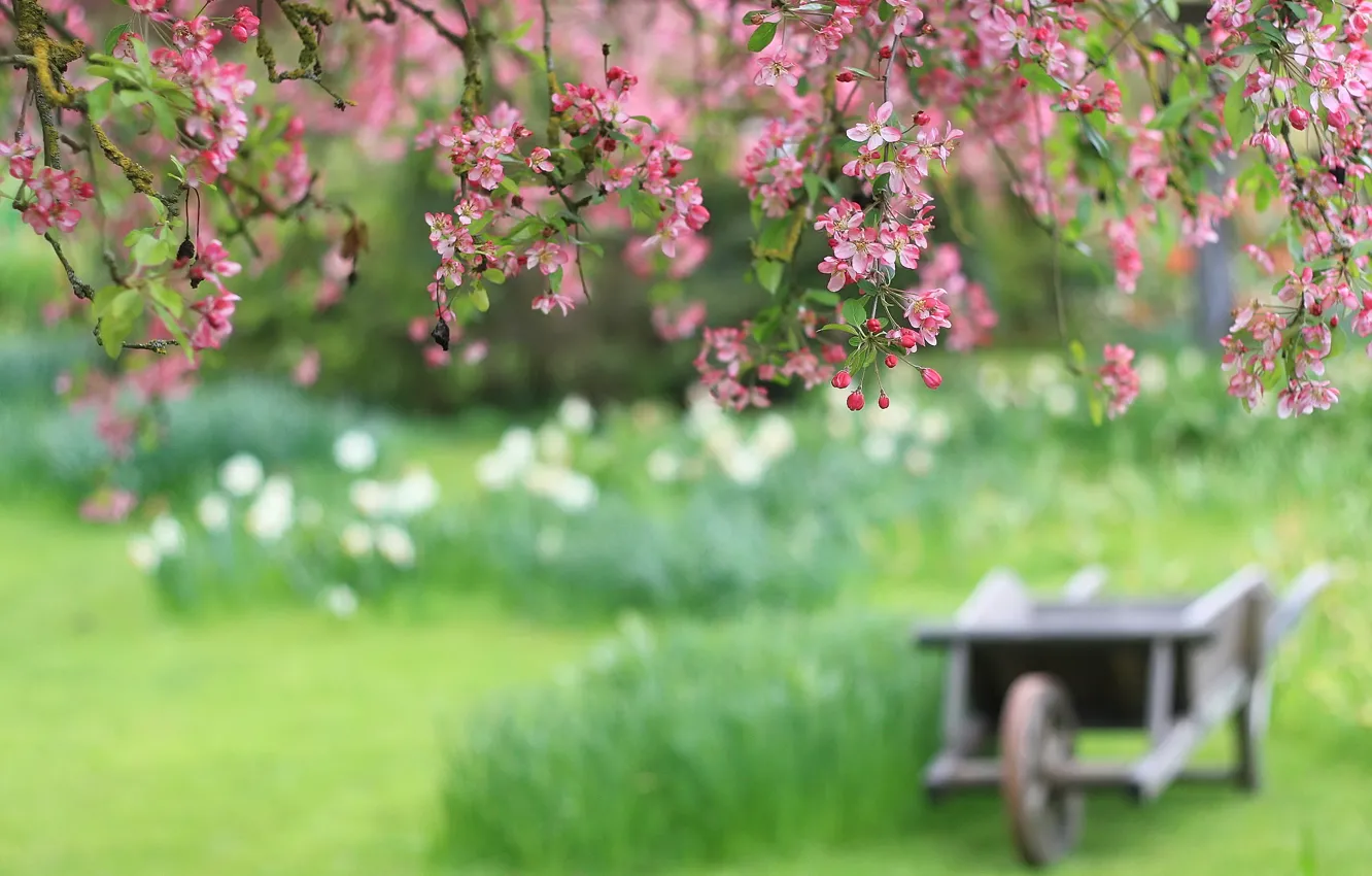 Photo wallpaper flowers, branches, cherry, blur, cart, pink petals