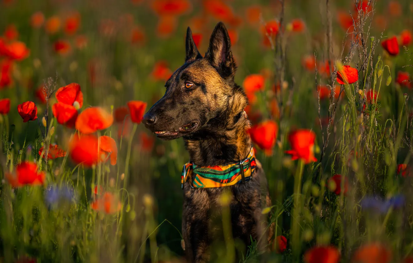 Photo wallpaper look, light, flowers, nature, pose, Maki, portrait, dog