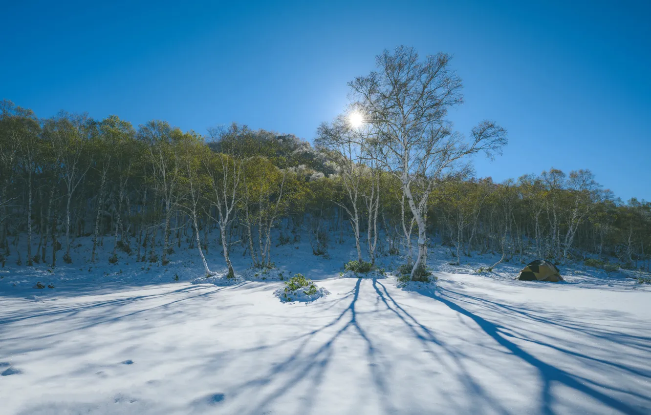 Photo wallpaper winter, field, forest, the sky, the sun, rays, light, snow