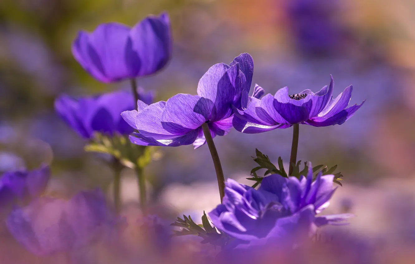 Photo wallpaper purple, flowers, background, lilac, anemones